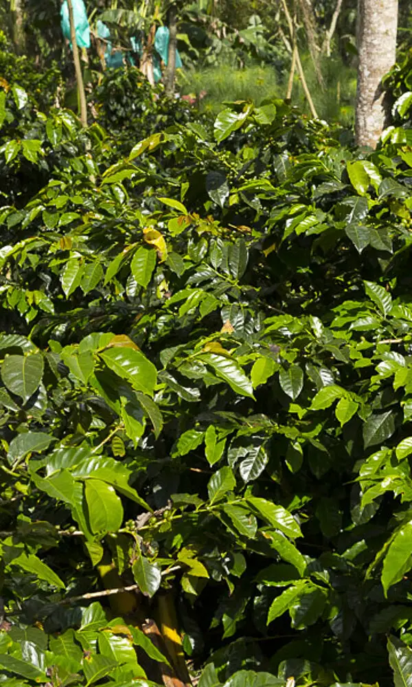 Grüner Kaffeestrauch in der Zona Cafetera von Kolumbien.