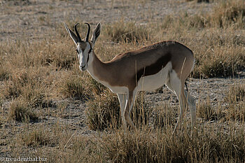 Springbok beim Camp Okaukuejo