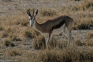 Springbok beim Camp Okaukuejo