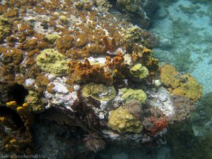 Unterwasserwelt mit Korallen bei Bequia