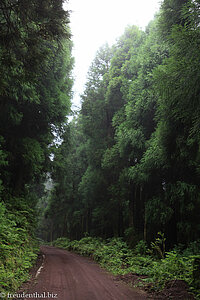 Wanderung vom Pico da Cruz zum Cisto do Rei