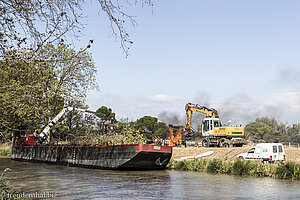 Platanenrodung bei Le Somail - Canal du Midi