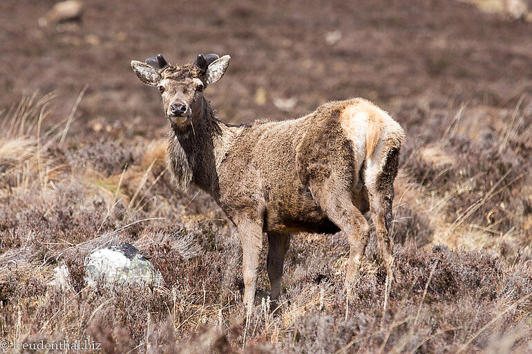 Rotwild nahe dem Loch Muick