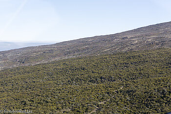 Bergwald außerhalb der Caldera von La Réunion