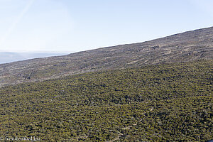 Bergwald außerhalb der Caldera von La Réunion