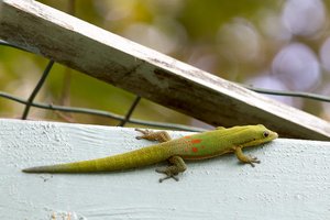 grüner Gecko im Jardin d'Eden