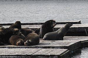 Seelöwen auf Pier 39