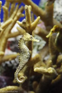 Seepferdchen, Potbelly Seahorse (Hippocampus abdominalis)