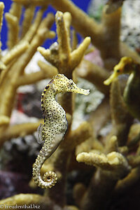 Seepferdchen, Potbelly Seahorse (Hippocampus abdominalis)