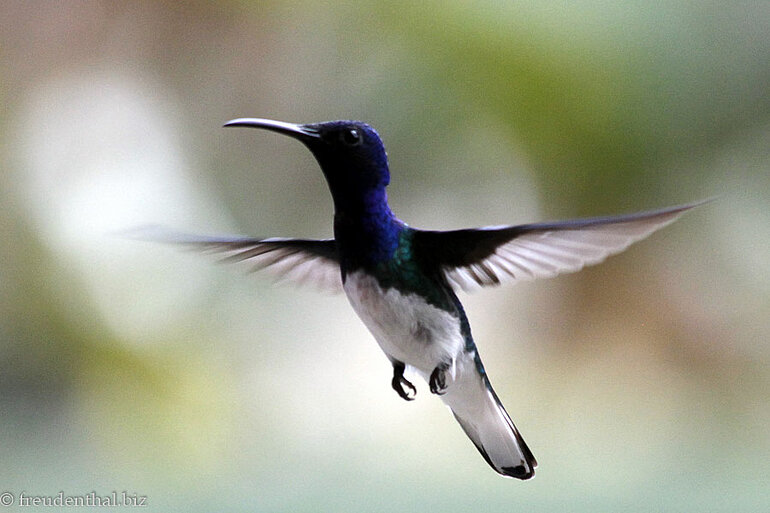 Jakobinerkolibri auf der Adventure Farm