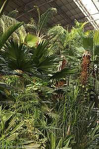 Im tropischen Wintergarten des Bahnhofs Atocha