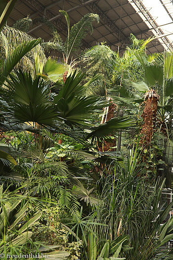 Im tropischen Wintergarten des Bahnhofs Atocha