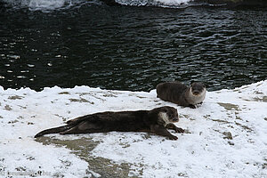 Fischotter im Schnee