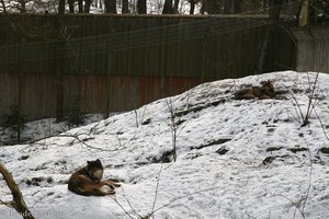 Wölfe in Skansen