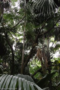 Dschungelwald im Vallée de Mai