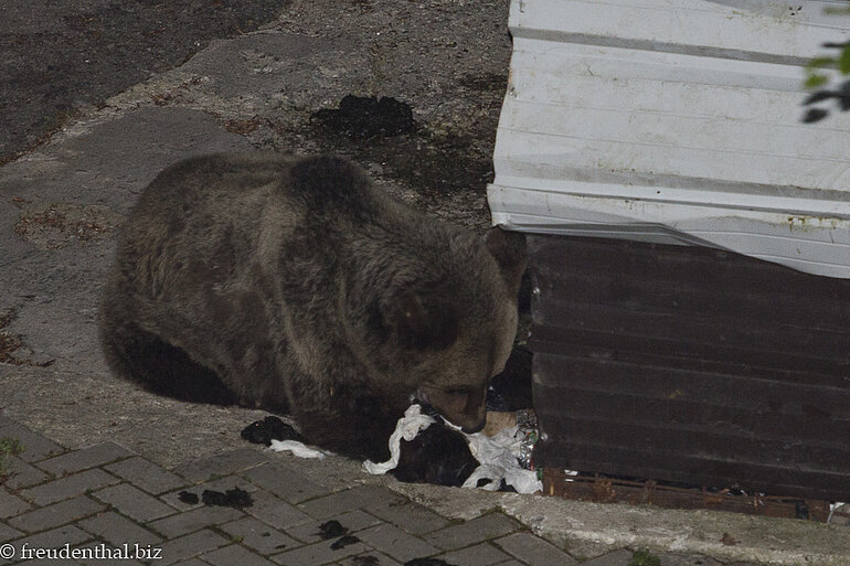 Nächtlicher Besuch von einem Braunbär am Vidrau See