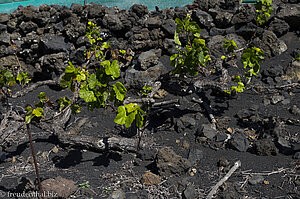 Weinanbau auf La Palma