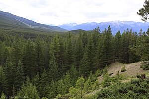 Aussicht über den Maligne Canyon