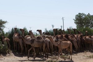 Kamele auf dem Rückweg nach Addis Abeba