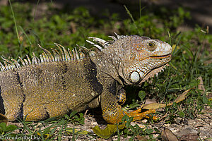 Leguan im Parque Centenario in Cartagena