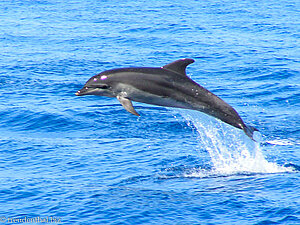 Delfin hat Spaß in der Türkischen Riviera