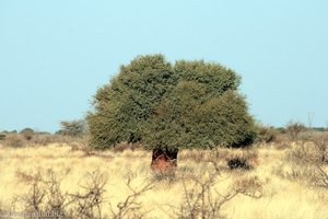 von einzelnen Bäumen durchsetzte Steppe der Kalahari