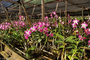 Besuch im Orchideengarten