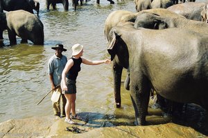 Pinnawela - Annette streichelt beinahe einen Elefanten