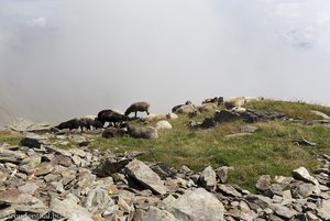 Schafe auf dem Hönig