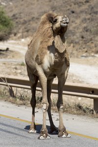 noch ein Kamel im Oman