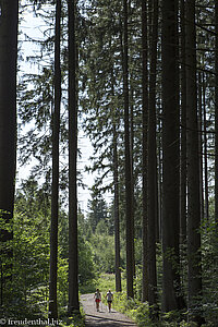 Waldweg zu den Scheidegger Wasserfällen