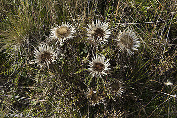 Silberdistel auf der Hörner-Panoramatour Silberdistel auf der Hörner-Panoramatour