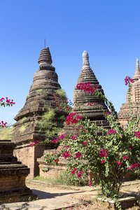 Bougainvillea und Tempelfeld von Bagan