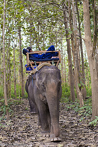 Elefant mit schlafendem Mahout