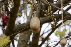 Frucht auf dem Leberwurstbaum im Mlilwane Wildlife Sanctuary