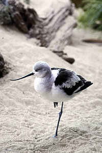 Amerikanischer Säbelschnäbler, American Avocet (Recurvirostra americana)