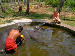 Efefantenbad - nun wird geschrubbt