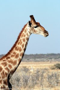 Giraffe im Etosha