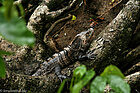 Leguan im Nationalpark Manuel Antonio