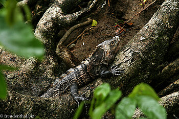 Leguan im Nationalpark Manuel Antonio