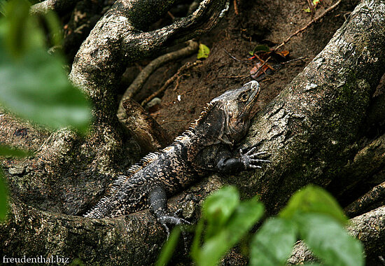 Leguan im Nationalpark Manuel Antonio