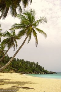 Palme am Strand von Samana