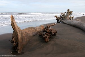 Tote Bäume säumen den Strand.