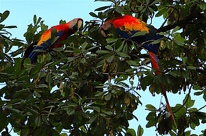 Hellrote Aras in Costa Rica