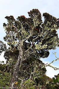 vom Wetter gezeichneter Baum am Kinabalu