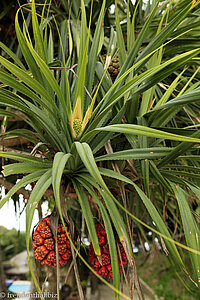 Schraubenpalme, Schraubenbaum (Pandanus odoratissimus)