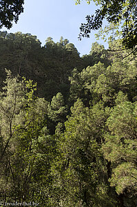 Ein Urwald in der tiefen Schlucht