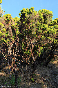 Azoren-Heide, Baumheide (Erica azorica)