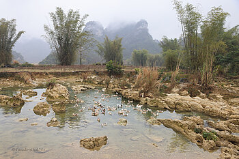Enten in einem Zulauf des Quây Sơn