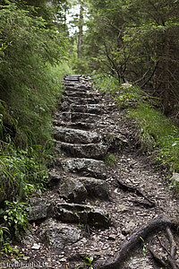 Steintreppen durch den Wald zur Ruine Falkenstein